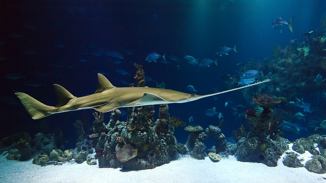 Oceaniczne Giganty: Największe Zwierzęta w Oceanie