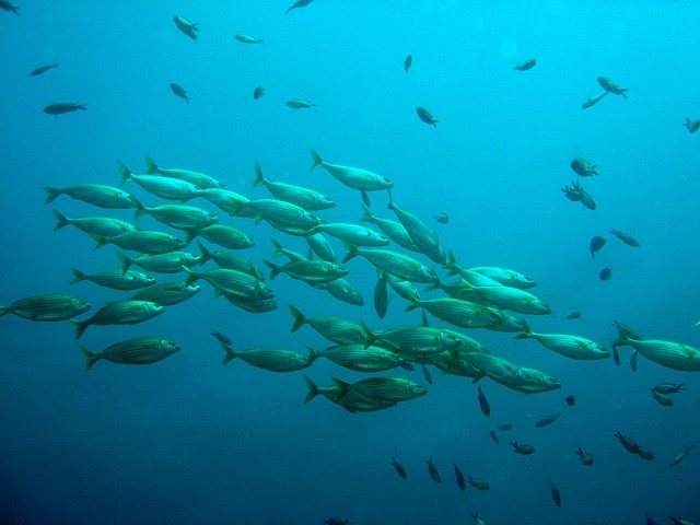 Jak i Dlaczego Ryby Wędrują przez Oceaniczne Przestrzenie